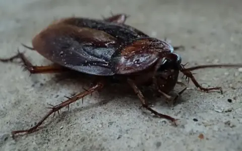 Una cucaracha de color marrón oscuro, con patas espinosas, se arrastra sobre una superficie de cemento. Parece que es la época de cucarachas.