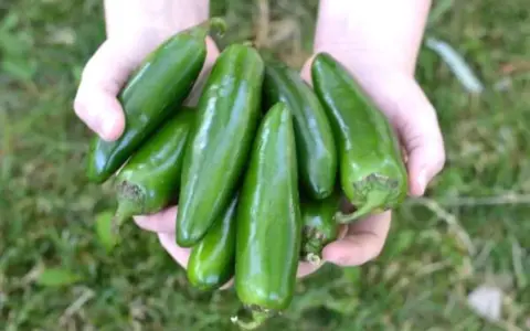 Hands cradle a bountiful harvest of fresh, green pepper plants, glistening in the sunlight.