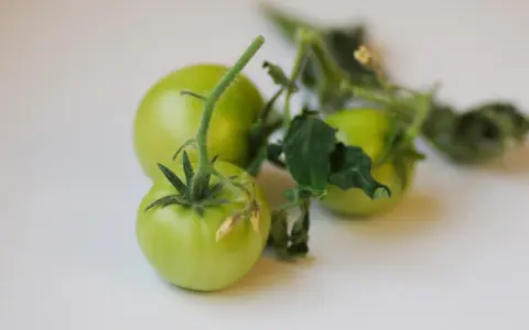 Tre omogna, gröna tomater hänger på en gren med blad. De ser ut som små, romantica tomater som väntar på att mogna.