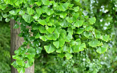 Rameau d'un arbre de ginkgo biloba, ses feuilles vertes en forme d'éventail créent une belle plantation.