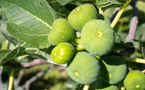 Grappe de figues vertes mûres sur une branche, avec des feuilles luxuriantes.