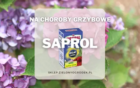 Oprysk Saprol na choroby grzybowe roślin ozdobnych. Zwalcza i chroni.