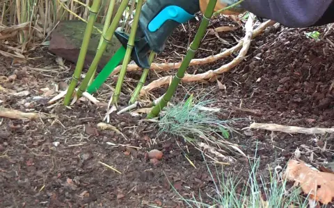 Mit einer grünen Gartenschere wird Bambus entfernt. Die dicken Stängel werden bodennah abgeschnitten, um das Ausbreiten zu stoppen.