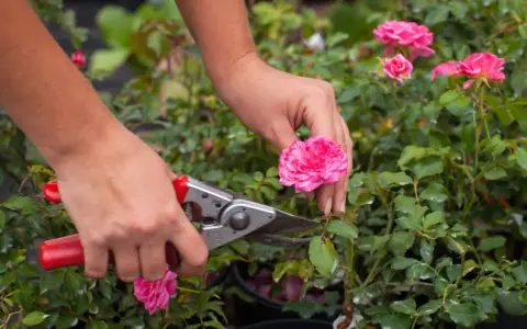 Manos podando un rosal con tijeras. Aprende cómo podar un rosal para que florezca mejor.