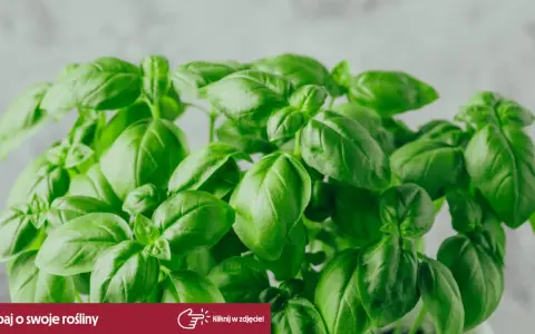 Jakie przyprawy do spaghetti? Odkryj sekrety wybitnego smaku!