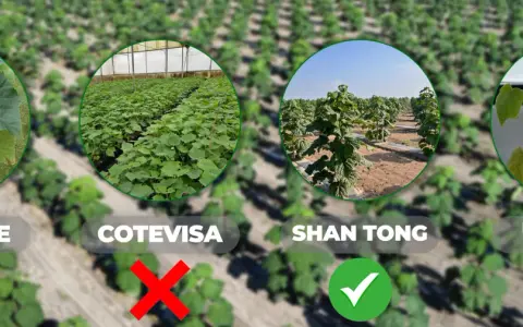 Porównanie odmian drzewa tlenowego po 5 latach: Shan Tong rośnie najlepiej, inne odmiany mają problemy.