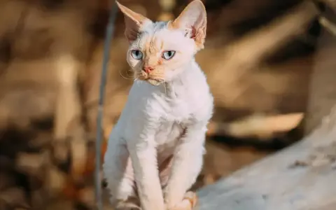 Białe koty Devon Rex: cechy, wzory i jak o nie dbać