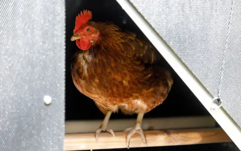 Gallina bruna con cresta rossa, seduta su un posatoio. Sembra che ci sia spazio per molte galline per metro quadro in questo pollaio.