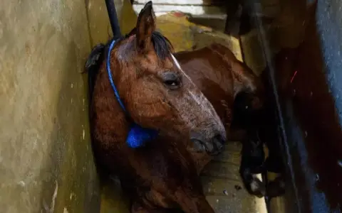 Cavallo bruno, forse di razze da macello, legato con corda blu, giace in un ambiente umido e sporco.