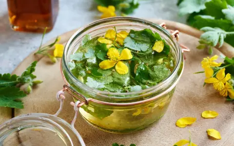 Un bocal rempli de chélidoine verrue, ses feuilles vertes et fleurs jaunes flottant dans un liquide doré. Une préparation naturelle pour prendre soin de sa peau.