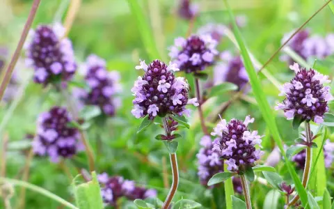 Fleurs de thym sauvage, source de l'huile essentielle thym linalol, dans un champ verdoyant.