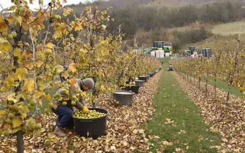 Récolte de fruits verts sur un kiwi arbre, des travailleurs remplissent des seaux tandis que des tracteurs attendent au fond.