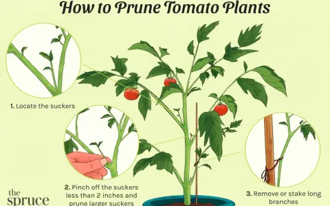 Illustration showing how to prune tomato plants, including locating and pinching off suckers for healthier growth.
