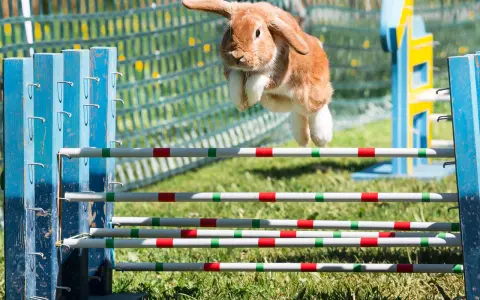 Ein braunes Kaninchen fliegt über ein Hindernis. Man sieht, wie hoch springen kaninchen bei diesem Agility-Parcours.