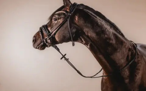 Dunkles Pferd mit elegantem Reithalfter, verziert mit Strasssteinen. Verschiedene Reithalfter Arten sind für unterschiedliche Zwecke erhältlich.