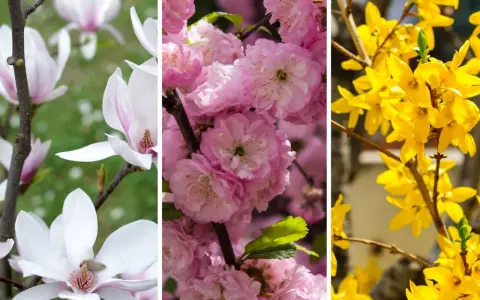 Białe magnolie, różowe wiśnie i żółte forsycje – piękne krzewy kwitnące wiosną.
