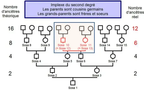 Arbre généalogique montrant un implexe du second degré. Les Sosa 10 et 11 sont issus de cousins germains, une situation parfois rencontrée dans les recherches sur Geneanet décès.