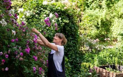 Frau schneidet Ramblerrose im Garten. Die pinken und weißen Blüten sind üppig.