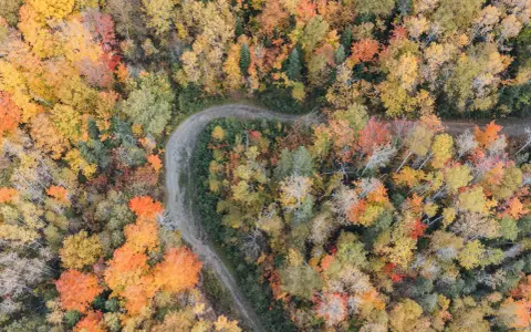 Luftaufnahme eines gewundenen Weges durch einen Wald in Nova Scotia, der im Indian Summer in leuchtenden Herbstfarben erstrahlt.
