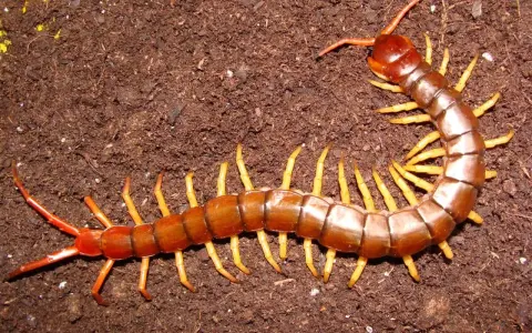 Un ciempiés marrón con patas amarillas se arrastra sobre tierra oscura. Su picadura en humanos puede ser dolorosa.