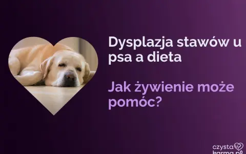 Labrador odpoczywa, gdy tekst informuje o dysplazji u psa i wpływie diety na jego zdrowie.