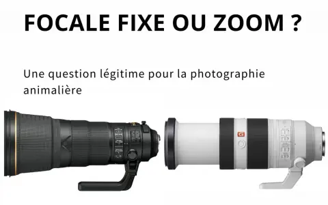 Deux téléobjectifs photo animalière, un noir et un blanc, côte à côte. Lequel choisir pour capturer la faune ?