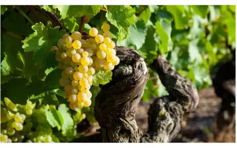 Grappes de raisins blancs mûrs sur une vigne ancienne, promesse d'un champagne grand cru d'exception.