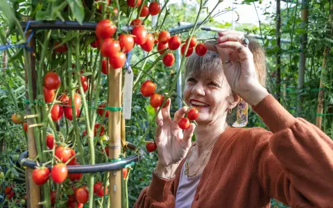 Une femme souriante cueille des tomates cerises sur un plant bien garni.