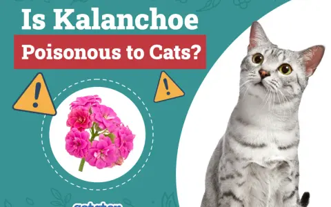 Un chat gris tigré regarde vers le haut, à côté d'une image de kalanchoe rose et d'un avertissement sur la toxicité pour les chats.