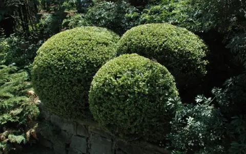 Trois buis taillés en boules sur un muret de pierre. Ces arbustes, malgré leur belle apparence, peuvent souffrir de la maladie du buis.