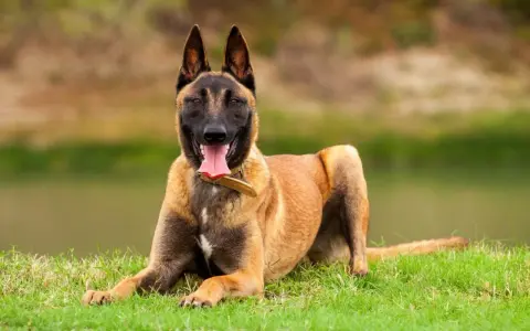 Un Malinois au poil fauve, couché sur l'herbe, langue pendante. Est-ce que le Malinois est dangereux ? Pas s'il est bien éduqué !