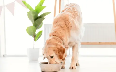 Złoty retriever pochyla się nad miską. Czy pies może jeść szynkę? To pytanie nurtuje wielu właścicieli czworonogów.