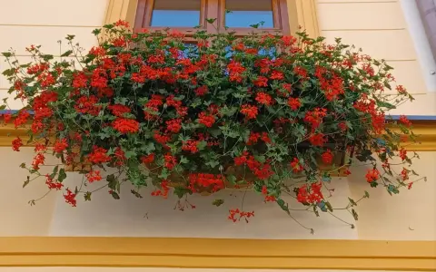 Obficie kwitnące czerwone pelargonie na parapecie okna. Warto wiedzieć, jak przezimować pelargonie, by cieszyć się nimi w kolejnym roku.