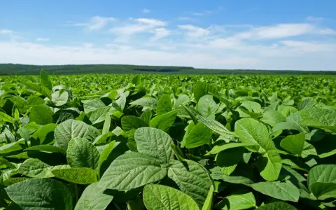 Vasto campo di soia verde sotto un cielo azzurro con nuvole bianche. La vegetazione rigogliosa si estende fino all'orizzonte.
