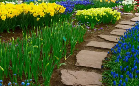 Kamienne płyty tworzą ścieżkę w ogrodzie, otoczoną przez kwitnące żonkile i muscari. Idealne, by zastanowić się, z czego zrobić ścieżkę w ogrodzie.