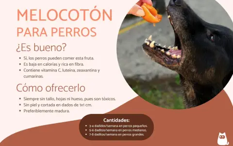 Un perro negro disfruta de un trozo de melocotón ofrecido por una mano. El texto explica los beneficios del melocotón para perros.