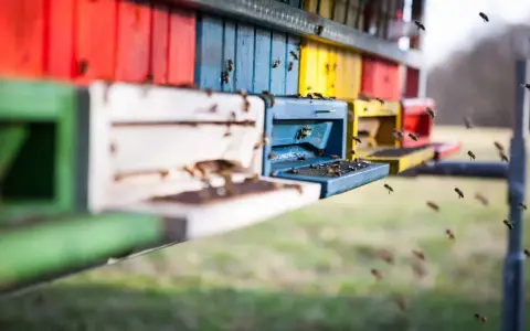 Hodowla pszczół ile można zarobić? Sprawdź, co wpływa na zyski