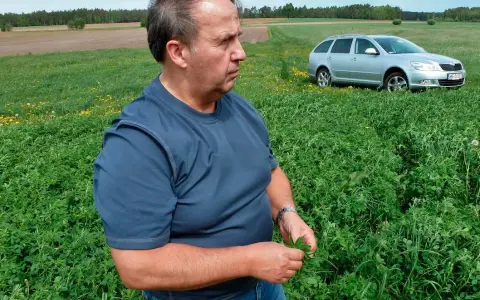 Jaki nawóz pod lucernę, aby uniknąć problemów z uprawą?