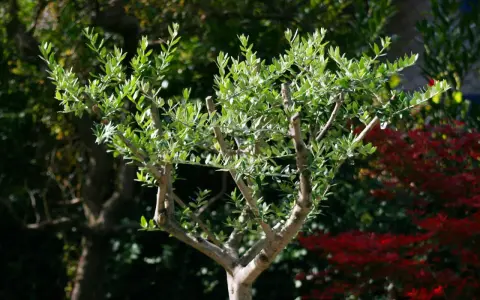 Ein junger Olivenbaum mit frisch geschnittenen Ästen und grünen Blättern steht im Garten.