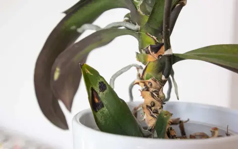 Orchideen krankheiten zeigen sich als schwarze Flecken auf den Blättern und braune, vertrocknete Stängel.