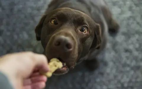 Un chien brun savoure une friandise, un moment qui pourrait faire l'objet d'un avis vétérinaire sur son alimentation.