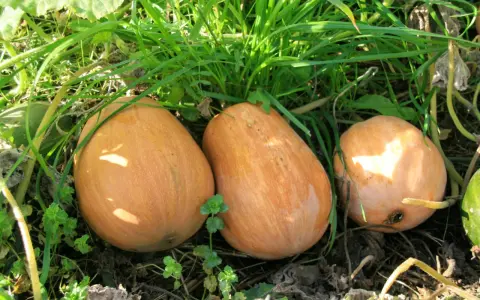 Trois courges orangées, ressemblant à des sucrines de Berry, poussent dans l'herbe verte et les feuilles sèches.