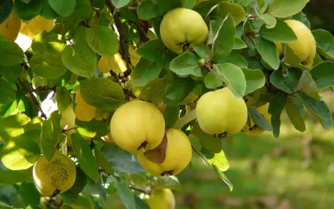 Reife Quitten hängen im Herbst an einem Baum. Die gelben Früchte sind bereit, wenn die Blätter sich verfärben.