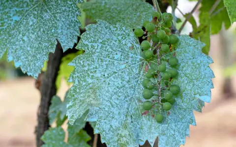 Feuilles de vigne couvertes de bouillie bordelaise, avec une grappe de raisins verts.