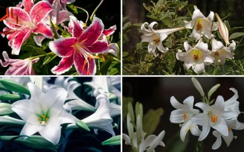 Cuatro imágenes de azucena planta: dos con flores rosadas y blancas, y dos con flores blancas.