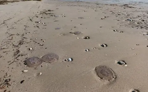 Spiaggia con diverse meduse spiaggiate sulla sabbia. Le mareggiate e le correnti marine spesso danno origine alle meduse che finiscono a riva.