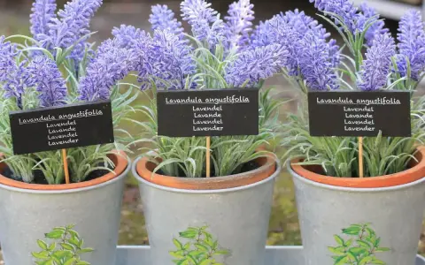 Drei Töpfe mit blühendem Lavendel, die für ein gemütliches Ambiente in der Wohnung sorgen. Die kleinen Schilder zeigen "Lavandula angustifolia".