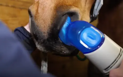 Pferd mit Atemnot: Ein Gerät wird an die Nüstern gehalten, um Symptome zu behandeln.