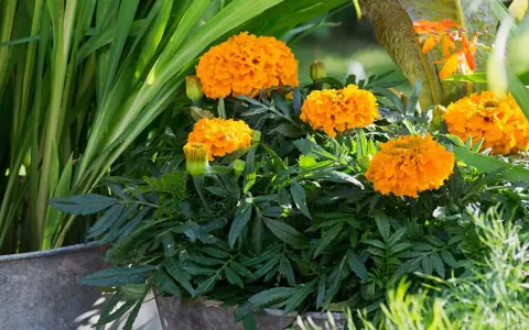 En kruka fylld med fluffiga, orange så tagetes blommor. Gröna blad och gräs omger dem.