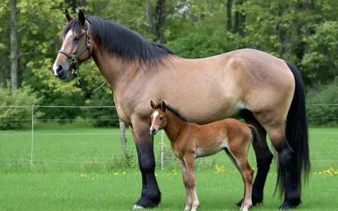 Un majestueux cheval de trait noir se tient aux côtés de son poulain brun dans un pré verdoyant.